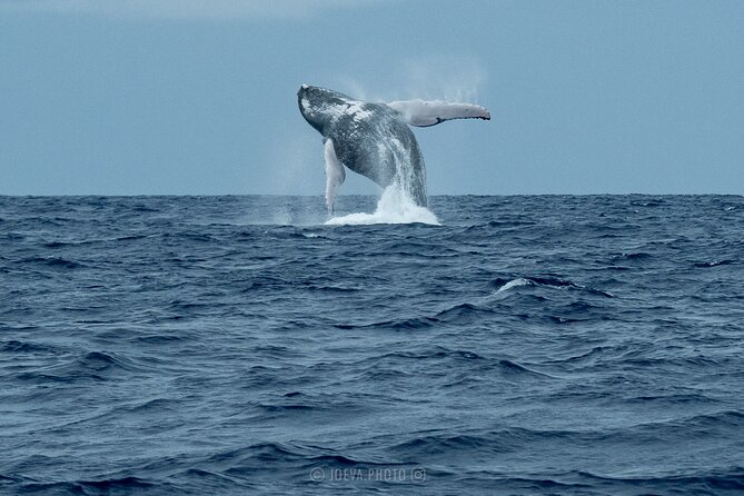 Whale Watching Moorea (non-swimming) - Non-swimming means exactly that for the whales