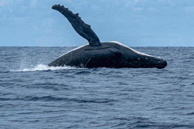 Whale Watching Moorea (non-swimming) - Price, value, and what is included