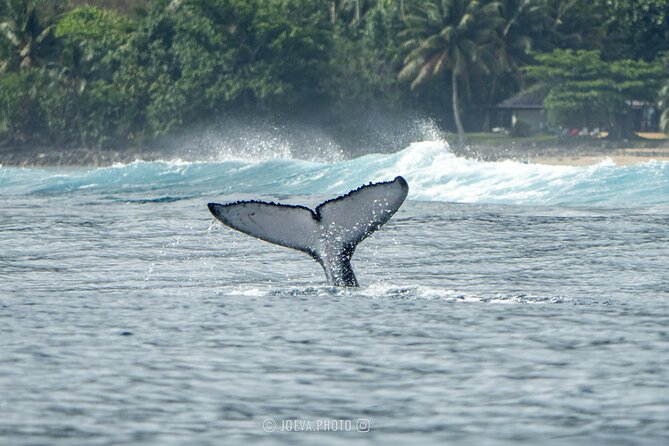 Whale Watching Moorea (non-swimming) - Handling weather, seasickness, and comfort
