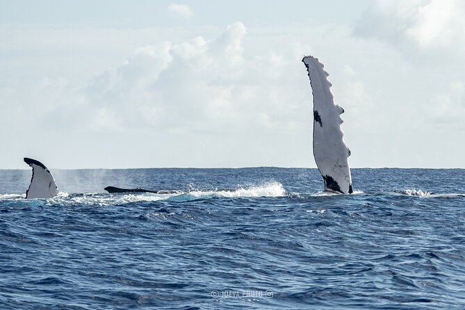Whale Watching Moorea (non-swimming) - Who will enjoy this Moorea outing?