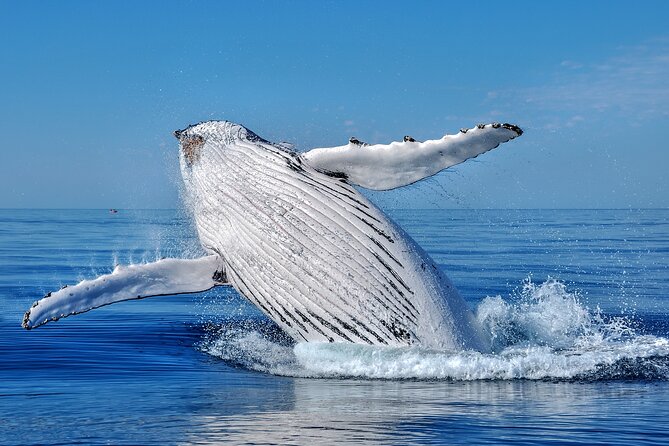 Whale Watching Moorea (non-swimming) - A four-hour plan from meeting point to lagoon