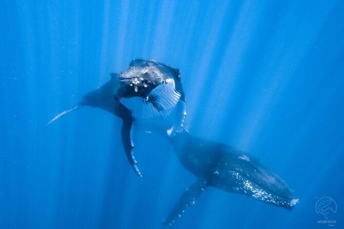 Whale watching on the preserved and quiet coast of Paea (Pk26) - Key things to know before booking