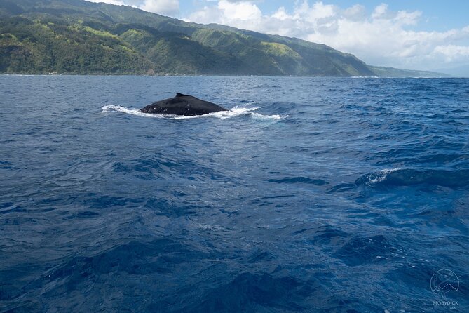 Whale watching on the preserved and quiet coast of Paea (Pk26) - Why Paea and Papara make a good whale-watching base