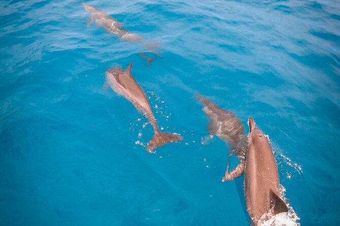 Whale watching on the preserved and quiet coast of Paea (Pk26) - Weather, language, and comfort on the water