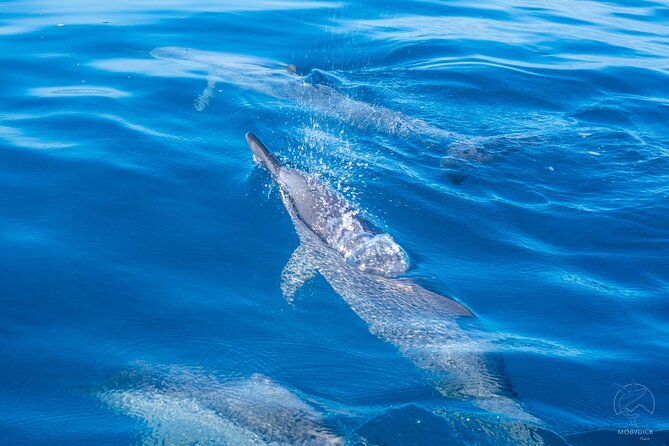 Whale watching on the preserved and quiet coast of Paea (Pk26) - The four-hour search for humpback whales