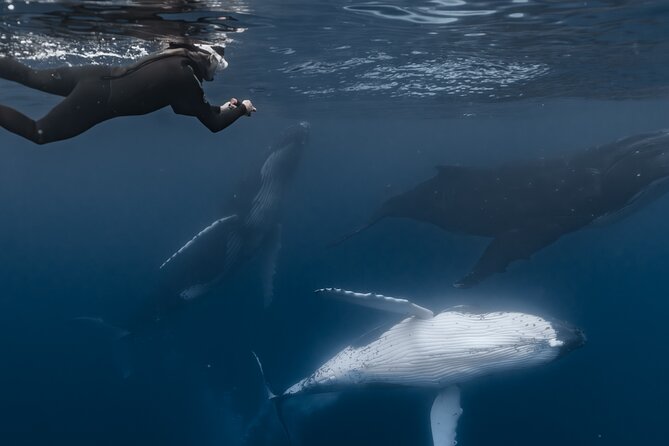 Whale Watching Shared Half Day - Entering the water only when the whales allow it