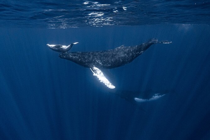 Whale Watching Shared Half Day - Guides who shape the experience