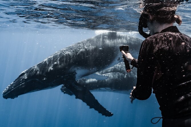 Whale Watching Shared Half Day - Is $270 a fair price?