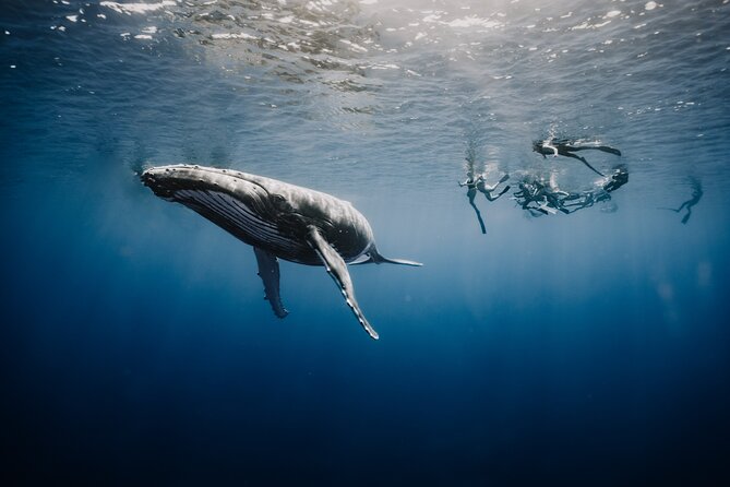 Whale Watching Shared Half Day - The boat matters more than you might expect
