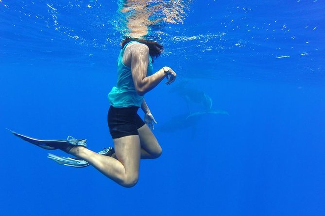Whale Watching Tours in Bora Bora - What the three-and-a-half-hour outing is really about
