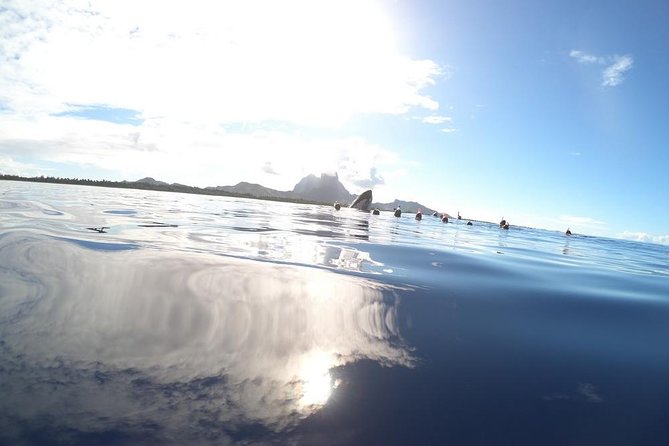 Whale Watching Tours in Bora Bora - Entering the water is a serious open-sea activity