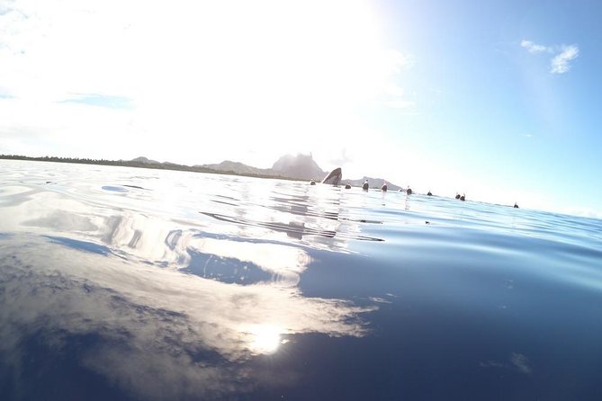 Whale Watching Tours in Bora Bora - The hydrophone adds a second way to meet the whales