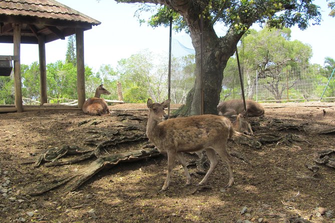 Zoological and Forestry Park Admission Ticket - Making the most of one to three hours